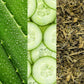 Facial Spray W/ Aloe, Cucumber & Green Tea -  118 ml